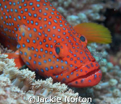 Rock Cod with cleaner shrimp taken on Abdulla's TillA by Jackie Norton 